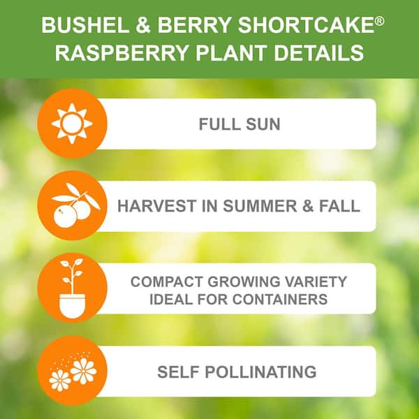 2 Gal. Bushel and Berry Raspberry Shortcake Raspberry Live Plant with Sweet, Vanilla Flavor