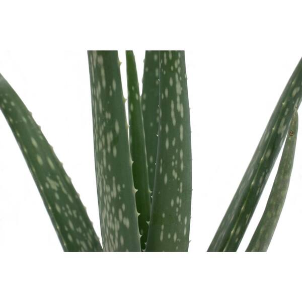 NATURAE DECOR Artificial 17 in. Aloe Vera Plants in Plastic Terracotta Pot  CAC-ALOE-17-1PK - The Home Depot