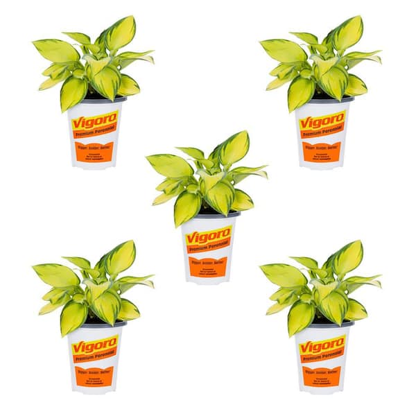 Vigoro 1.5 Pt. Hosta June Perennial Plant (5-Pack)