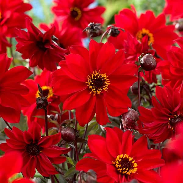Garden State Bulb #1, Bishop Of Llandaff Dahlia Flower Bulbs Bare Roots (Bag of 12)