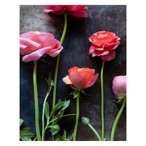 Tempered Glass Series "Ranunculus I" by Veronica Olson 1-Piece Unframed Nature Photography Wall Art 19 in. x 25 in.