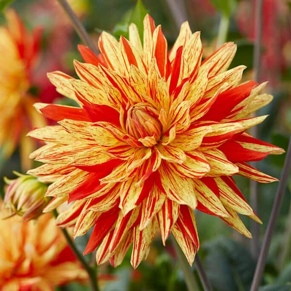Vigoro Striped Vulcan Semi Cactus Dinnerplate Dahlia Flower Bulbs, Bare Root (Bag of 2)