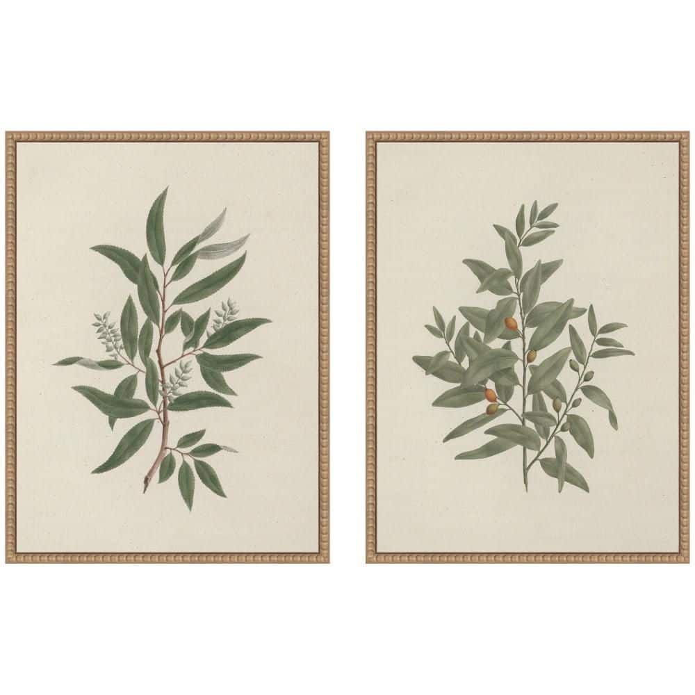 "2 Piece Sylvie ""Salix subserrata Willd Willow"" by Nostalgia Prints Nature Framed Art Print Set 24 in. x 18 in." price history on PriceWatchPro