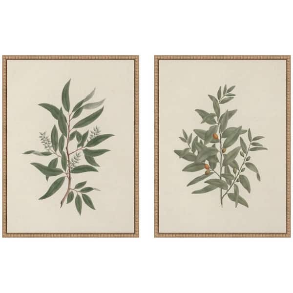 2-Piece Sylvie "Salix subserrata Willd Willow" by Nostalgia Prints Nature Framed Art Print Set 24 in. x 18 in.