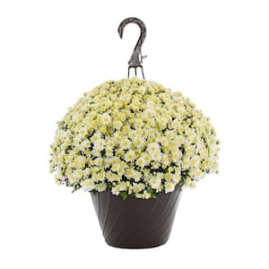 1.25 Gal. White Mum Chrysanthemum Maristone Hanging Basket Perennial Plant (1-Pack)