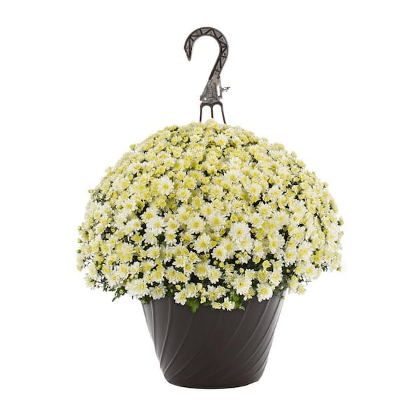 METROLINA GREENHOUSES 1.25 Gal. White Mum Chrysanthemum Maristone Hanging Basket Perennial Plant (1-Pack)