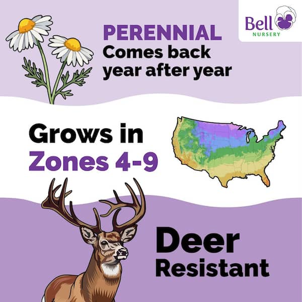 1 Gal. Moondance Hellebore Live Flowering Shade Perennial Plant with White Flowers Fading to Green Flowers