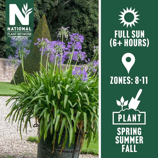 1 gal. Agapanthus Plant with Purple Flowers