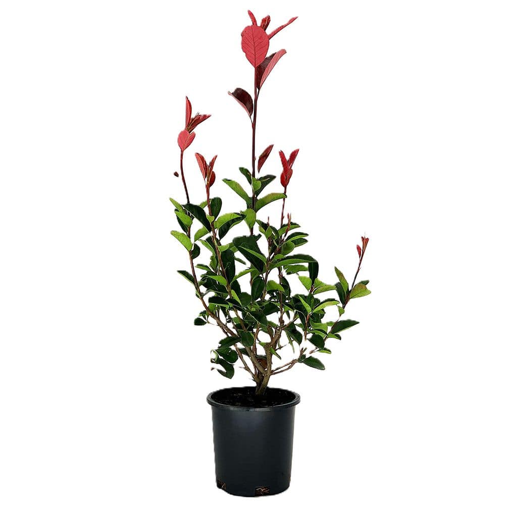 2.5 qt. Red Tip Photinia (Photinia x Fraseri) Evergreen Shrub with Fragrant  White Flowers in Spring 2-Pack O5824012PPK - The Home Depot