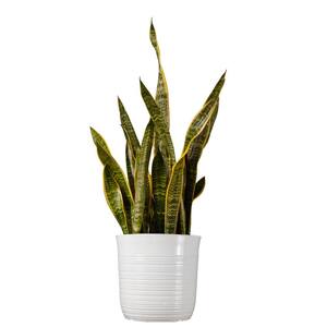 Snake Plant Sansevieria Laurentii Plant 24 in. to 34 in. Tall in 10 in. White Decor Pot