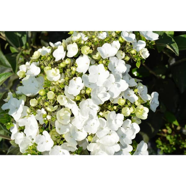 3 Gal. Chinese Snowball Shrub Viburnum, Lime Green to White, Large, Showy Popcorn Ball Flowers, Live Plant, Deciduous