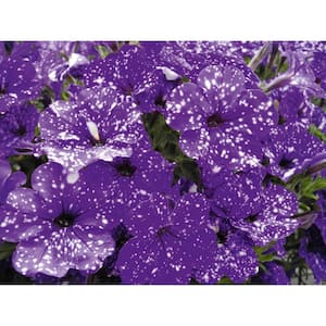 4 in. 'Paint The Sky Collection' Purple-Pink-Burgundy Petunia Plant (3-Piece)