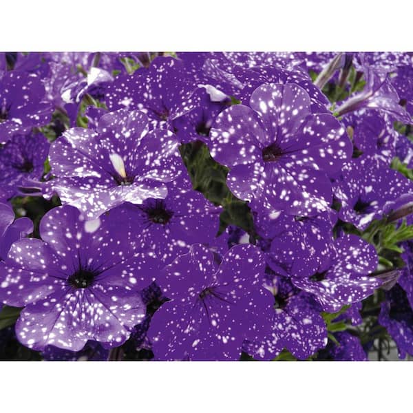national PLANT NETWORK 4 in. 'Paint The Sky Collection' Purple-Pink-Burgundy Petunia Plant (3-Piece)