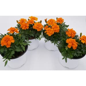 6 in. Orange Marigold Annual Live Plant, Orange Flowers, (4-Pack)