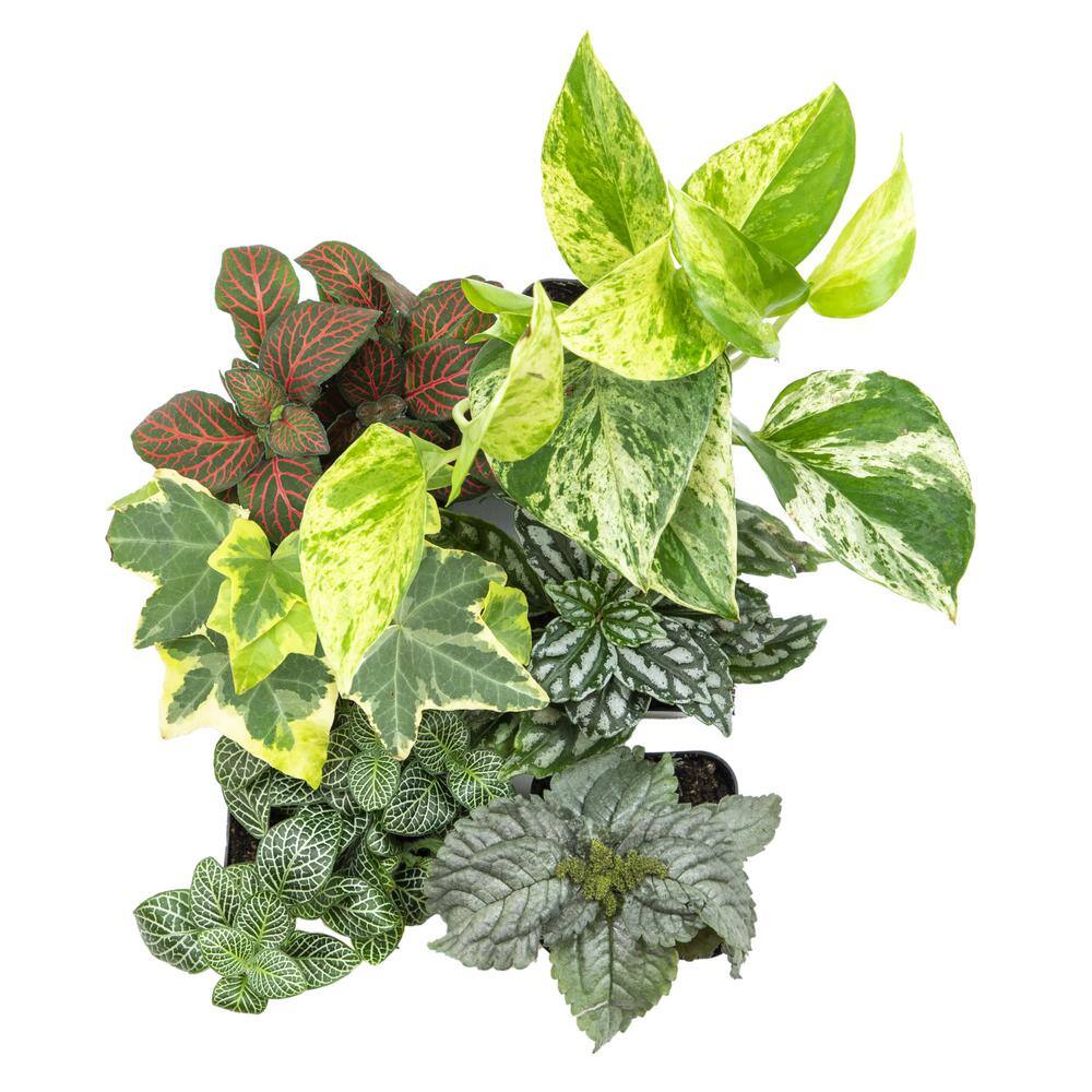 Assorted Foliage in Black Plastic Pots, 6-Pack