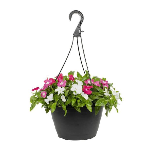 ALTMAN PLANTS #11 Select HB Trailing Vinca Plant with Blue/Purple