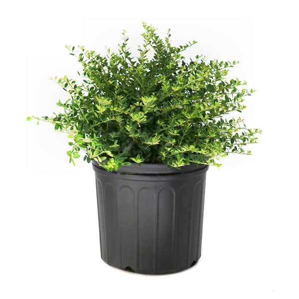 3 Gal. Helleri Shrub