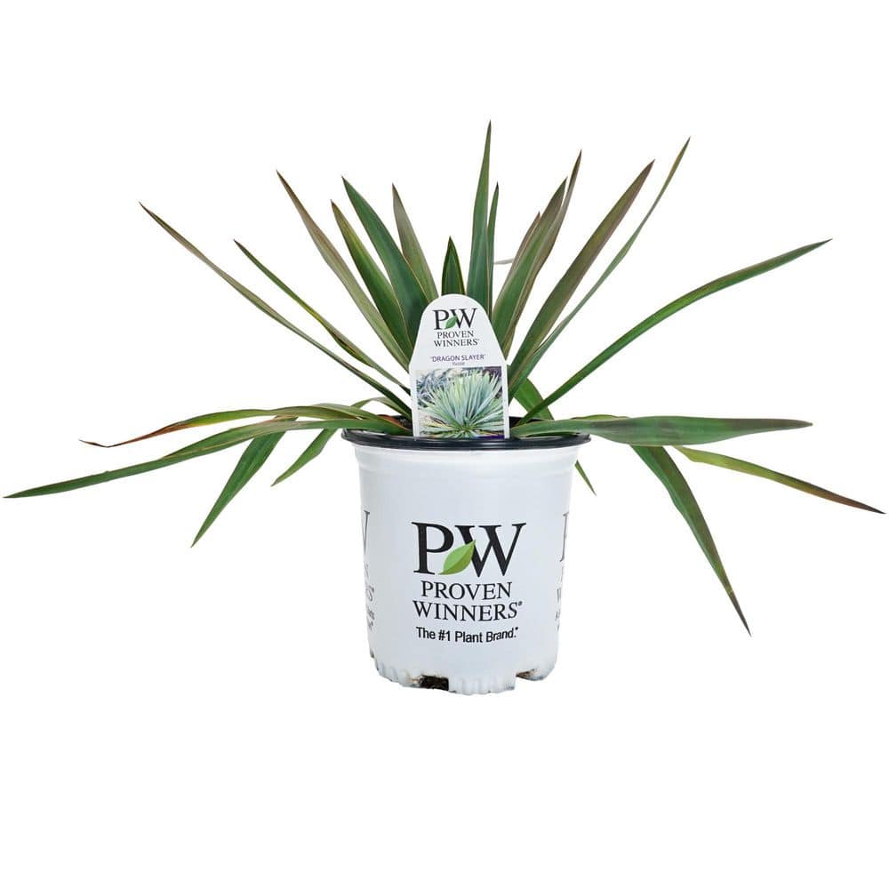 Proven Winners 0.65 Gal. 'Dragon Slayer' Adam's Needle (Yucca
