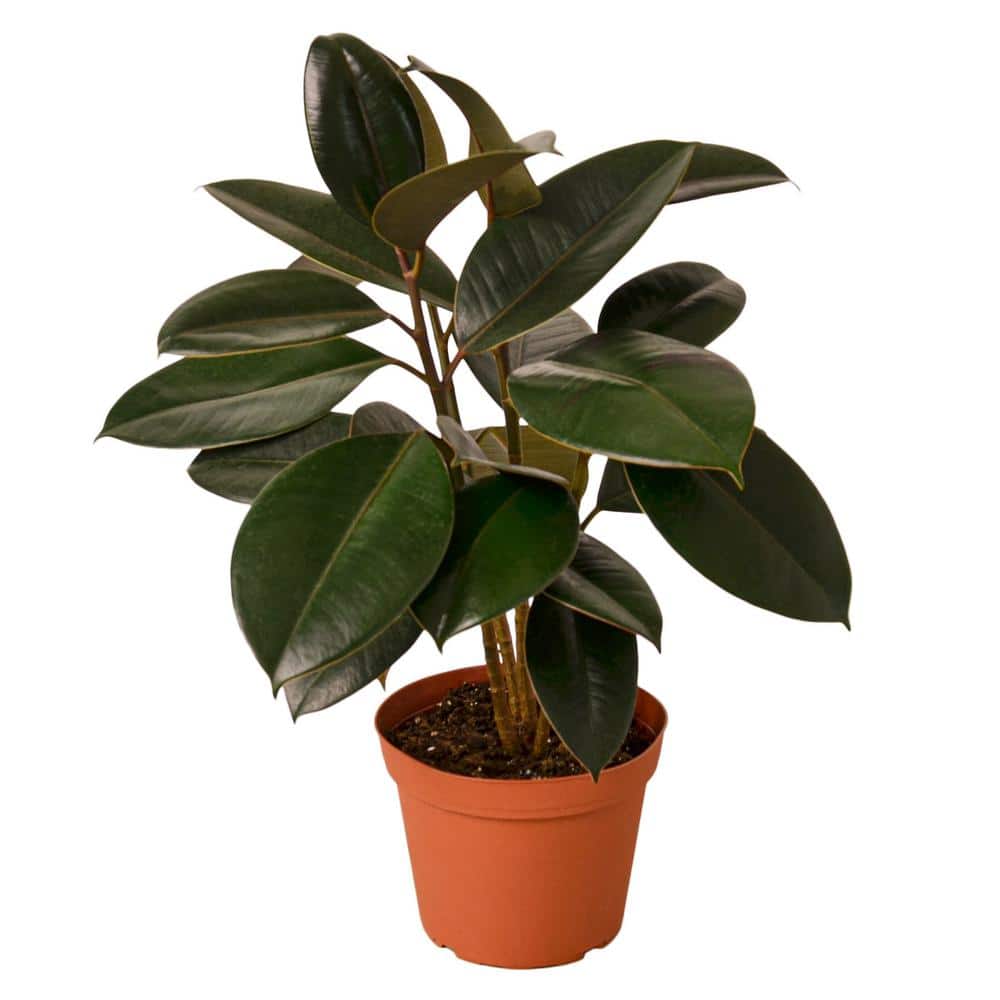 succulent plant with round leaves 2'' Haworthia Pygmaea Round Leaves Variegated, Rare Live Succulent Pla   cocosucculent