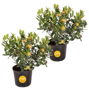 Grower's Choice Outdoor Ixora Taiwanese Plant in 2.5 qt. Grower Pot, Avg. Shipping Height 18 in. to 24 in.