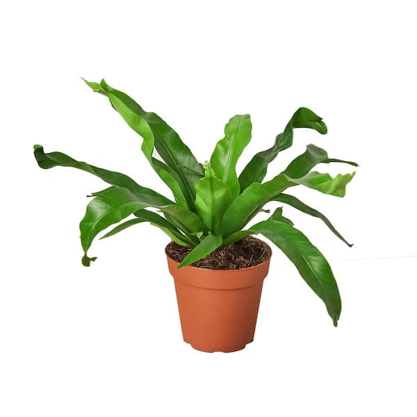 PPC INTERNATIONAL LLC Birds Nest Leslie Fern (Asplenium nidus) Plant in 4 in. Grower Pot