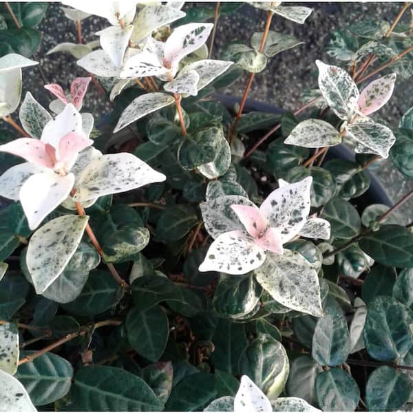 1 Gal. Snow-N-Summer Asiatic Jasmine (Trachelospermum) Variegated Foliage and White Flowers, Live Groundcover Plant