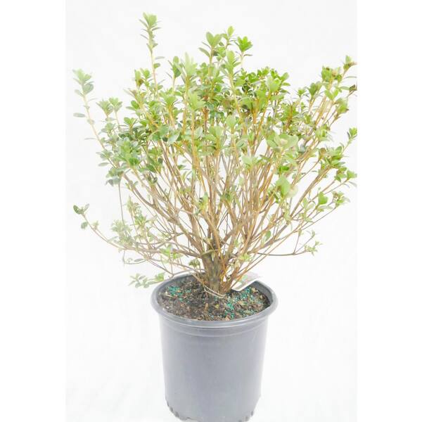 BELL NURSERY 1 Gal. Violetta Azalea Live Flowering Evergreen Shrub,  Purple-Pink Flowers AZLEA2VIO1PK - The Home Depot