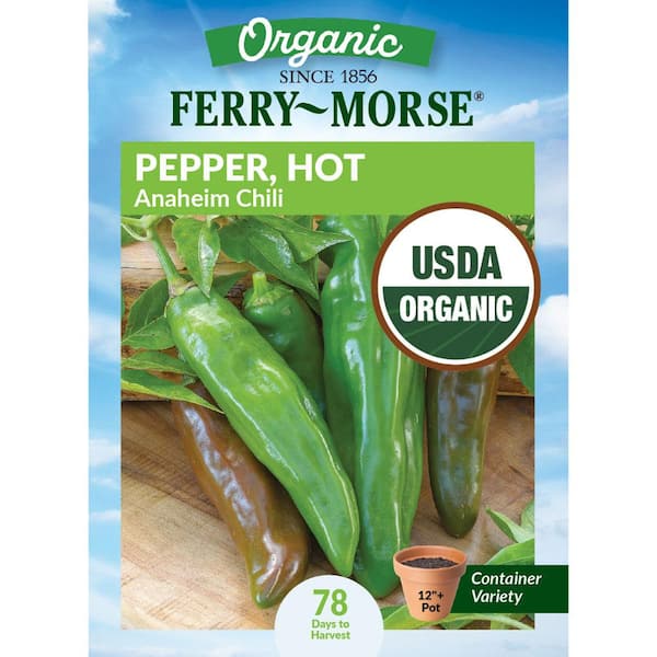 Organic Pepper Anaheim Chili Fruit Seeds