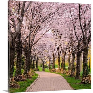 "Cherry Blossom Trail" by Chuck Burdick Canvas Wall Art