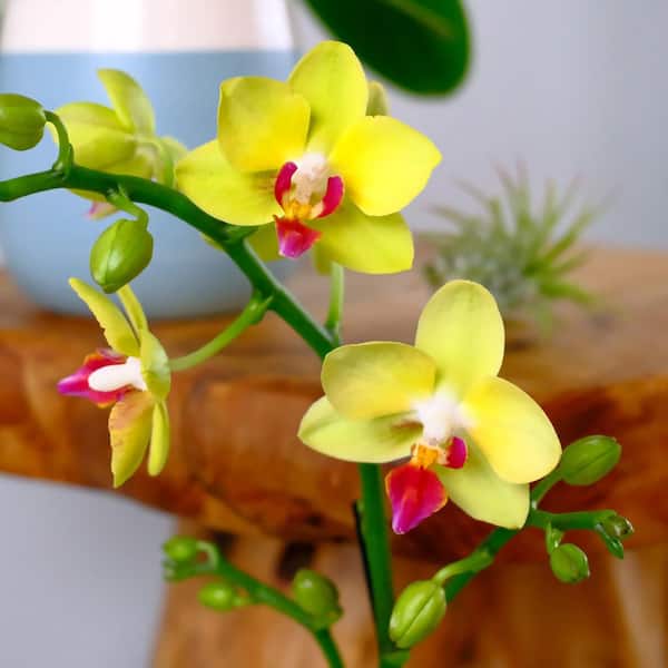Deluxe Yellow Live Orchid Plant (Phalaenopsis) in 3.5" Blue & White Orchid Pot, Approx 16" Tall, Pet Friendly Houseplant