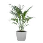 Cat Palm Chamaedorea cataractarum Live Indoor Outdoor Plant in 10 inch Premium Sustainable Ecopots White Grey Pot