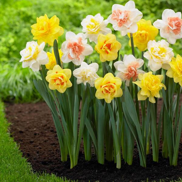 Longfield Gardens Narcissus Double Mix Bulbs (20-Pack)