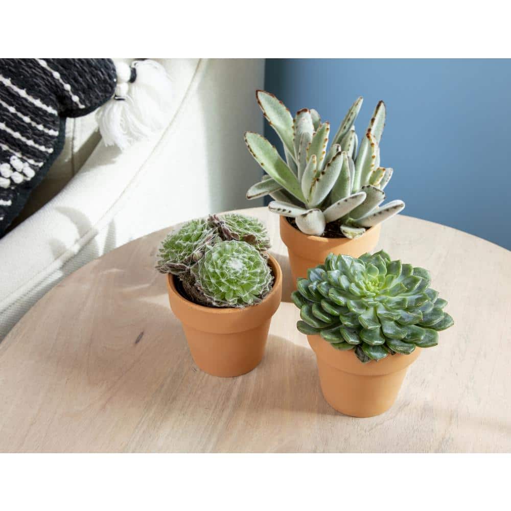 Multicolor Succulent Variety Pack in Clay Pots