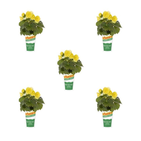 1.5 Pt. Begonia Solenia Yellow Annual Plant (5-Pack)