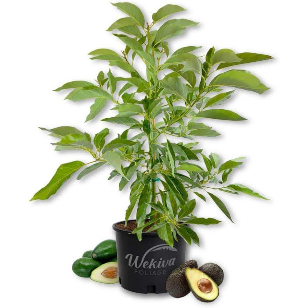 Wekiva Foliage 3 Gallon Hass Fruit-Bearing Avocado Tree (Persea Americana)  HassAvocado3Gx1 - The Home Depot
