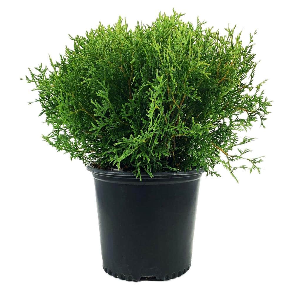 shrubs-bushes-o882203-64_1000.jpg