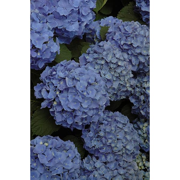 3 Gal. Mathilda Gutges Bigleaf Hydrangea (Hydrangea macrophylla) Live Flowering Shrub; Deep Pink or Violet-Blue Flowers