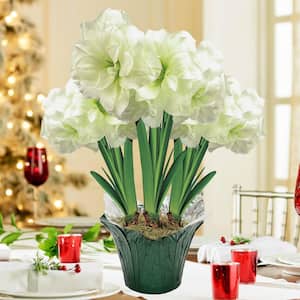 Alfresco White Flowering Amaryllis (Hippaestrum) 3 Bulb Holiday Gift Kit, Planted in Foil Wrapped 9 in. pot