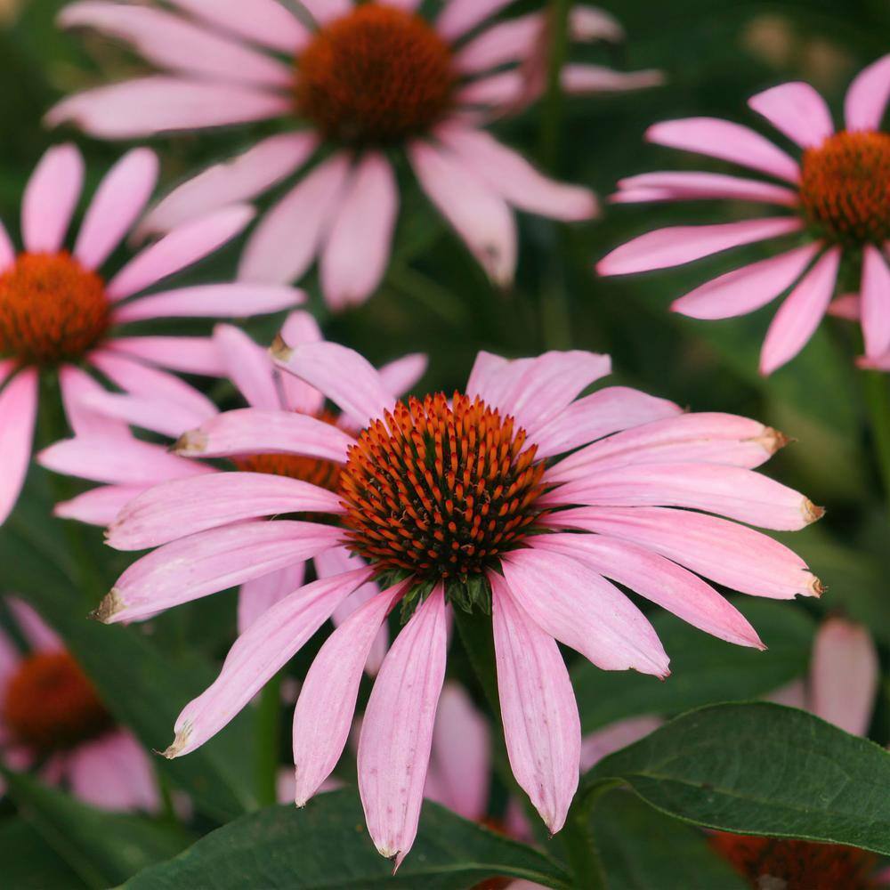 Bonnie Plants 19 oz. Purple Coneflower Herb Plant (2-Pack) 2P5150