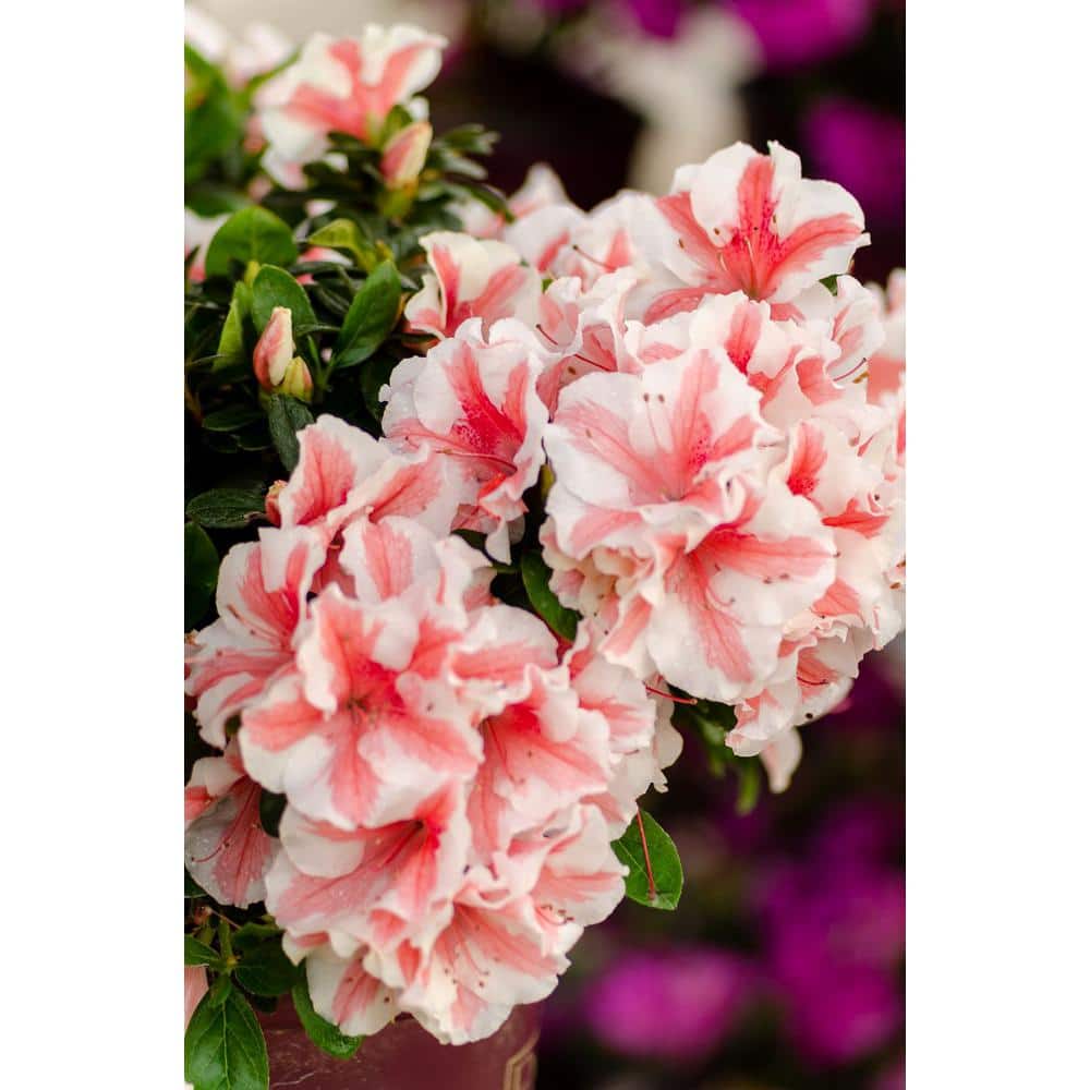 Autumn Starburst Coral Pink and White Azalea in 1 Gallon Pot