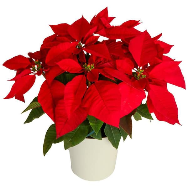 Costa Farms Fresh Poinsettia Indoor Plant in 2 Qt. Decor Upgrade Pot