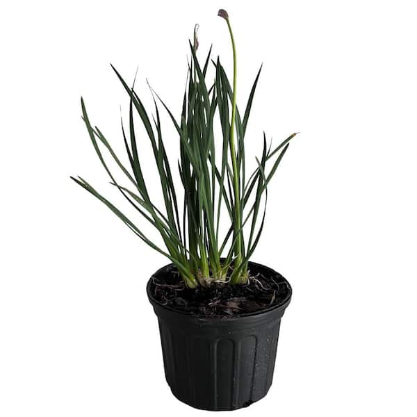 1 gal. Society Garlic (Tulbaghia) Perennial Plant Lavender Flowers