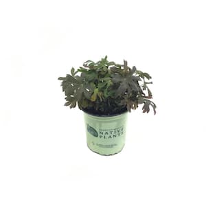 Cranesbill (Geranium Maculatum) Espresso Plant