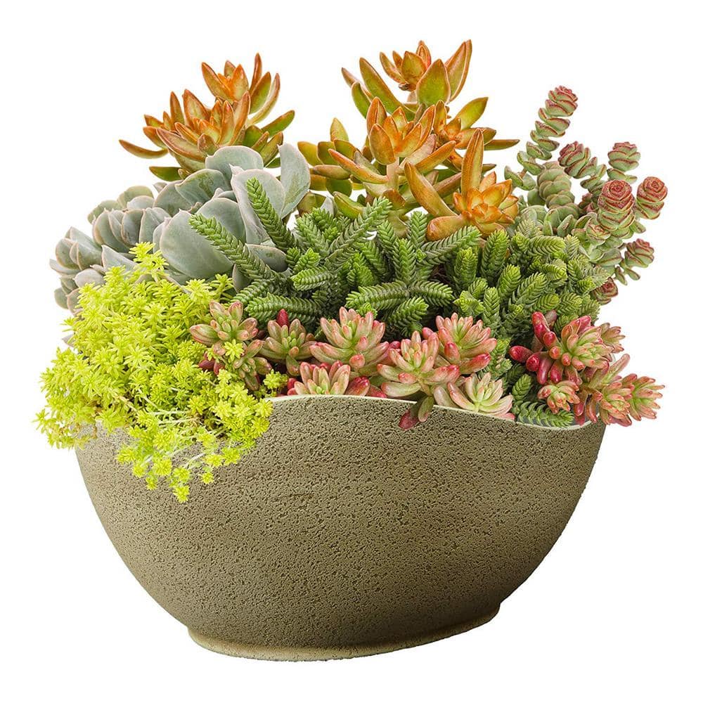 CHG CLASSIC HOME & GARDEN 12.5 in. Desert Resin Arc Planter 573D-514 ...