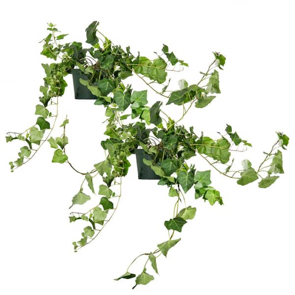 Perfect Plants English Ivy (Hedera Helix) in 6 in. Grower's Pot (2-Plants)