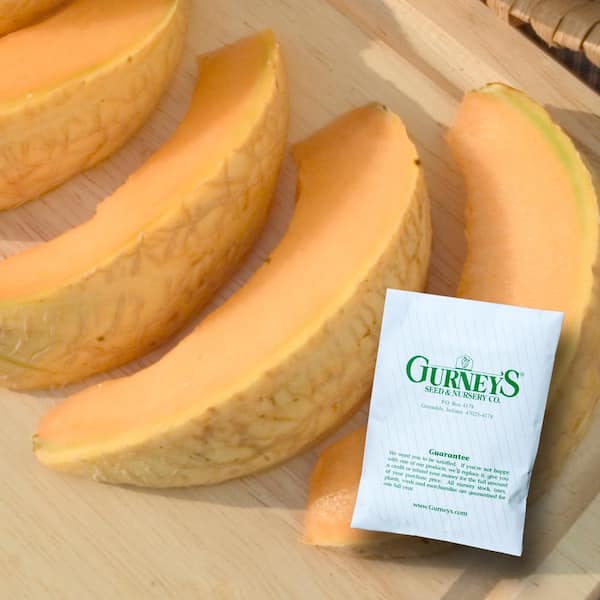 Gurney's Cantaloupe Li'l Sweet Improved Hybrid (20 Seed Packet)