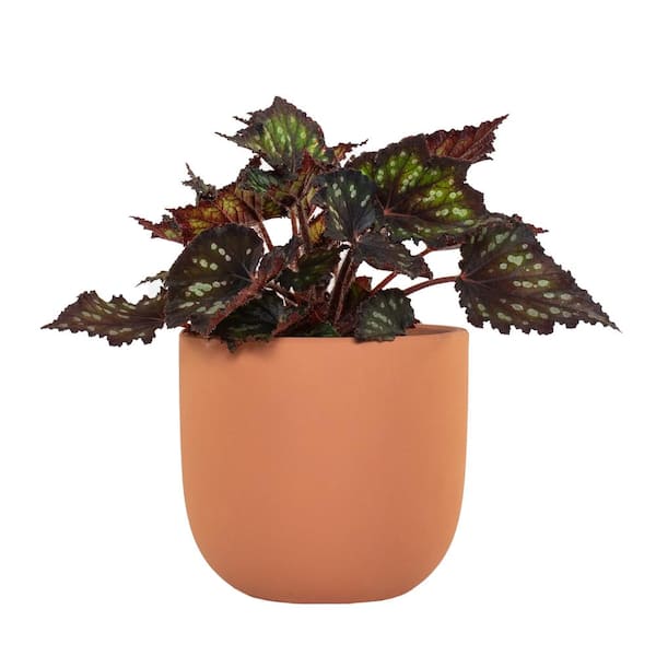 national PLANT NETWORK 7 in. Terracotta Bowl Planter with 6 in. Begonia Dino Black Sky (1-Piece)