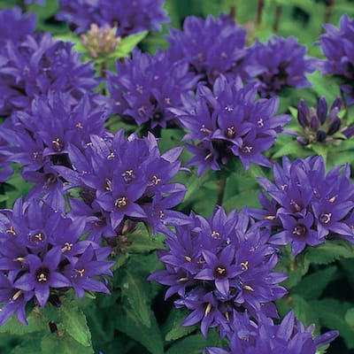 Bellflowers (Campanula), Live Bareroot Plant, Purple Flowering Perennial (2-Pack)