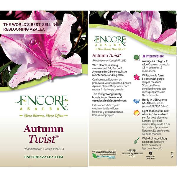 ENCORE AZALEA 2 Gal. Autumn Twist Shrub with Bi-Color Purple Flowers 10411  - The Home Depot