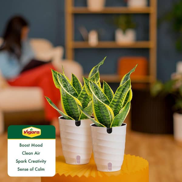 tiny aloe vera plant Shop Aloe Vera Mini Plants: Benefits, Care Tips, and More main image 1